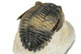 Detailed Hollardops Trilobite Fossil - Multi-Toned Preservation #347781-4